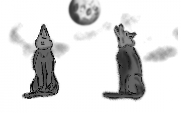 Creation of Wolfs: Step 3